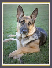 Load image into Gallery viewer, Woof ProTrain Treats -  sample bag
