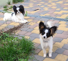 Load image into Gallery viewer, Woof ProTrain Treats -  sample bag
