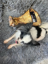 Load image into Gallery viewer, Butcher's Prime Paddler- aka The Biggun!  For Large Dogs
